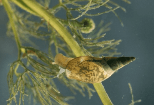 Pond snails and algae filter